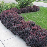 Concorde Red Barberry
